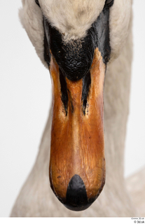 Mute swan beak mouth 0005.jpg